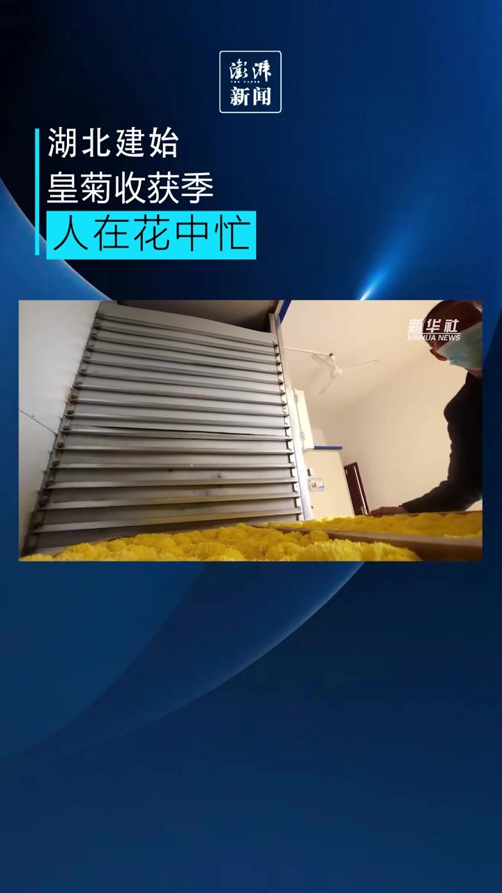 湖北建始百亩皇菊迎丰收，成为乡村经济新亮点