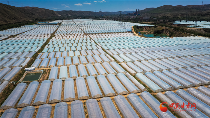 绿色蔬菜住"暖窝" 兰州榆中走出生机勃勃乡村振兴路