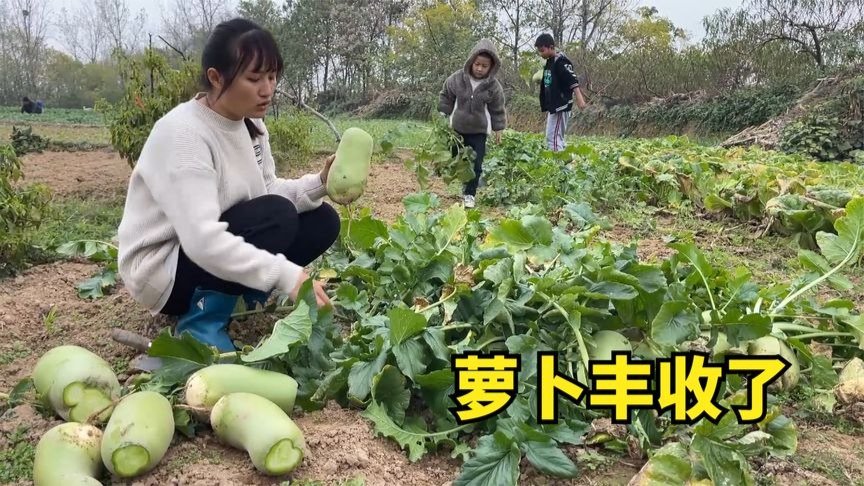 今年萝卜丰收了，一家人忙着把萝卜窖起来，俩儿子干活很给力