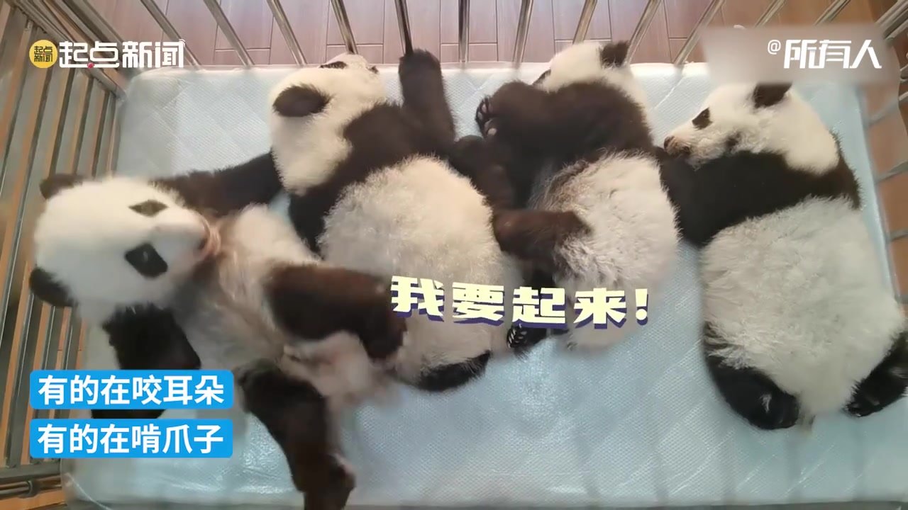 大熊猫宝宝是什么味道的？大熊猫幼儿园真的好快乐