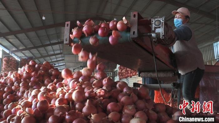 山东小县城做起跨国“买卖”“农字号”产品旺销海外