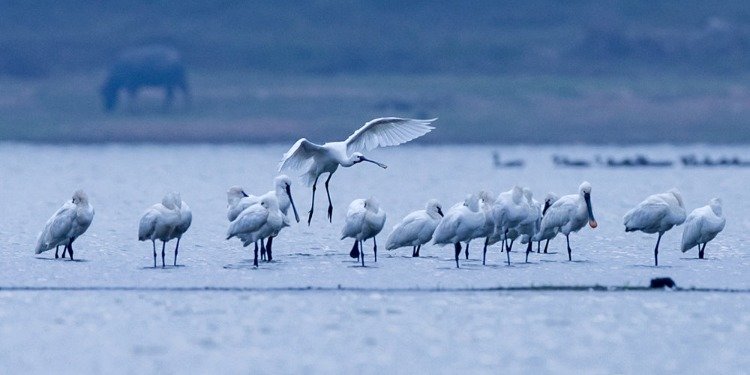 越冬候鸟集结鄱阳湖湖口湿地凤凰网江西_凤凰网