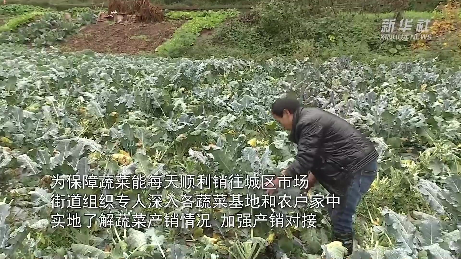 重庆：建立绿色通道 保障菜篮子供应