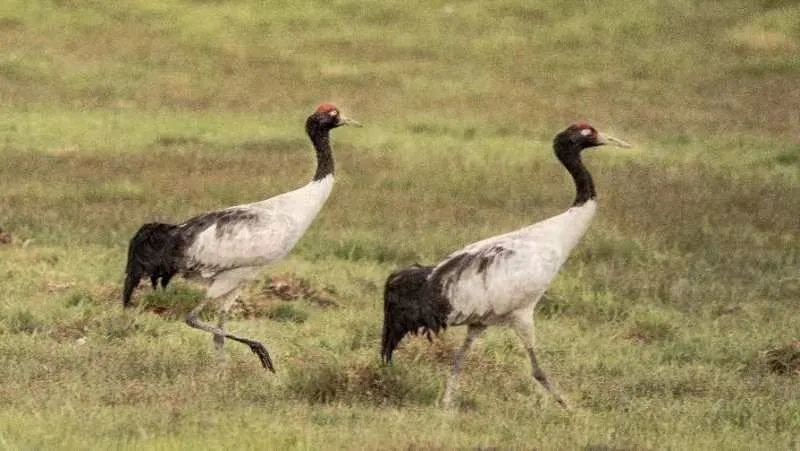 如何打好湿地生态保护组合拳?请看“瓜州样板”