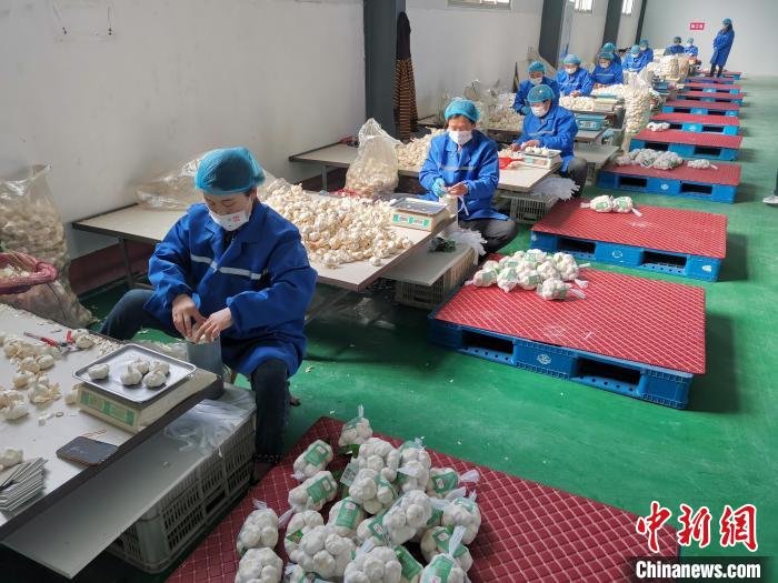 山东省菏泽市巨野县大谢集镇的青山大蒜种植专业合作社内工人在加工出口的大蒜。　巨野县融媒体中心供图