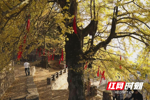 儒林镇罗家水村千年古银杏景区。