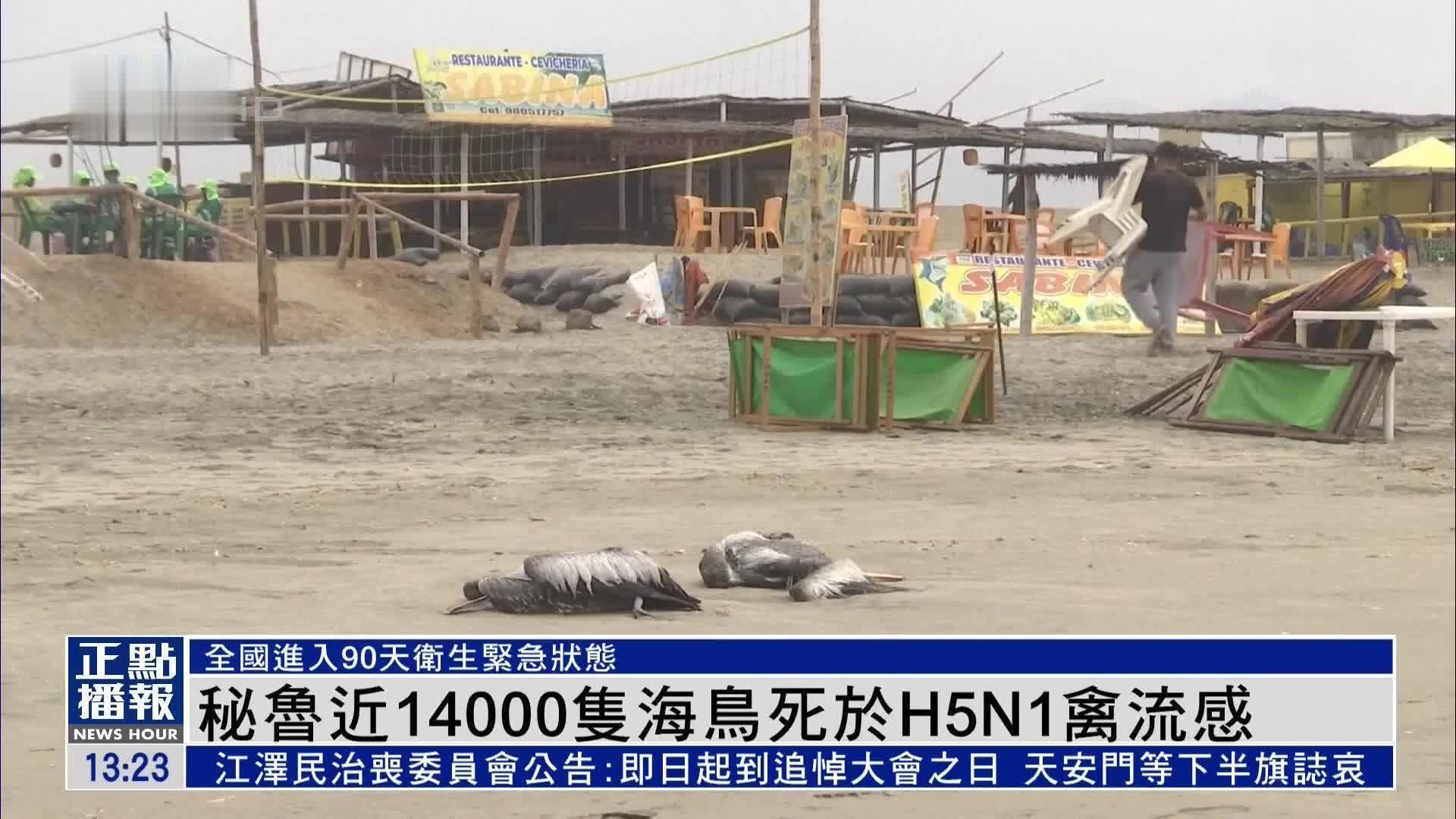 秘鲁近14000只海鸟死于H5N1禽流感