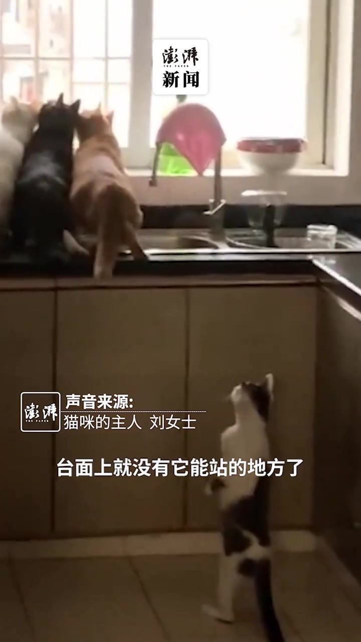 多只猫咪蹲窗前“看热闹”，主人：它们被小鸟吸引过去