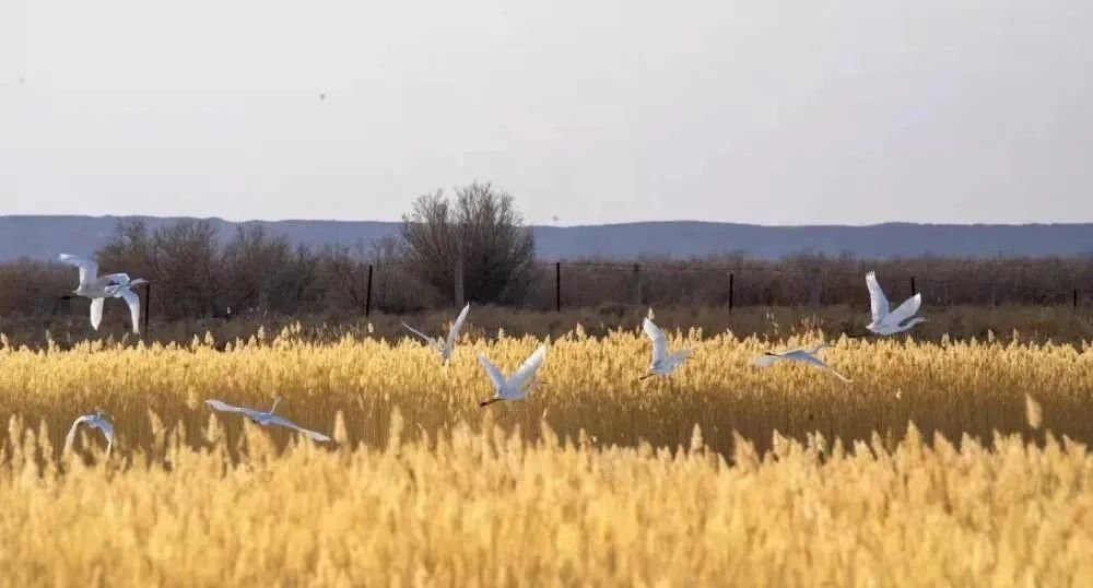 如何打好湿地生态保护组合拳?请看“瓜州样板”