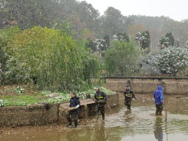 宣城：扬子鳄迎来大规模冬季“搬家”