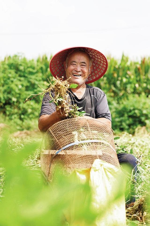 江苏省宿迁市泗洪县上塘镇响桥村村民展示收获的花生(2022年9月17日摄) 许昌亮摄/本刊