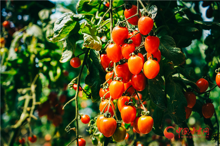 绿色蔬菜住"暖窝" 兰州榆中走出生机勃勃乡村振兴路