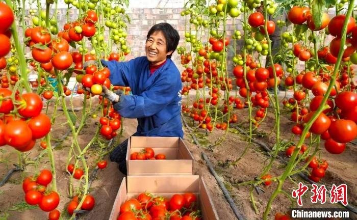 金华市援疆指挥部助力温宿调整农业产业结构，打造一批集种植、采摘、休闲旅游为一体的生态农业项目。　金晓　摄