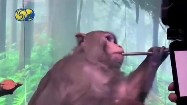 马斯克展示脑机技术 让猴子用意念打字
