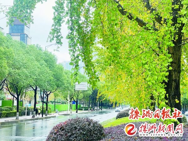 庐山路又被称为“银杏大道”，沿线小扇子似的银杏叶随风摇曳。 （记者/伍靖雯 摄）