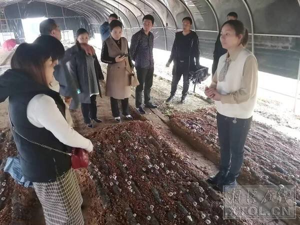湘潭开放大学组织学生到韶山市银田镇银田村香菇种植村集体经济项目参观学习。