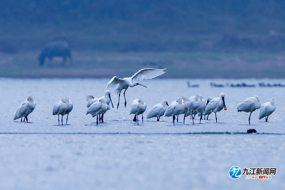 越冬候鸟集结鄱阳湖湖口湿地