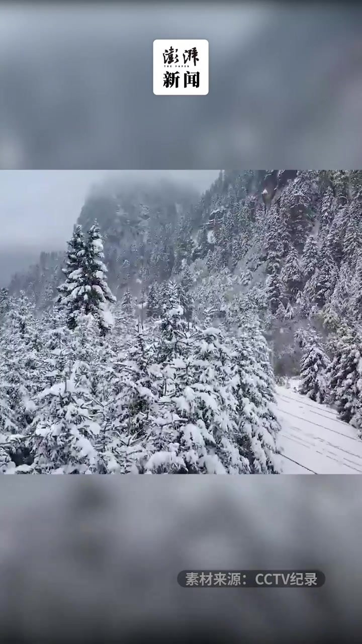 别样的初冬雪景：沉浸式体验穿梭于雪后针叶林