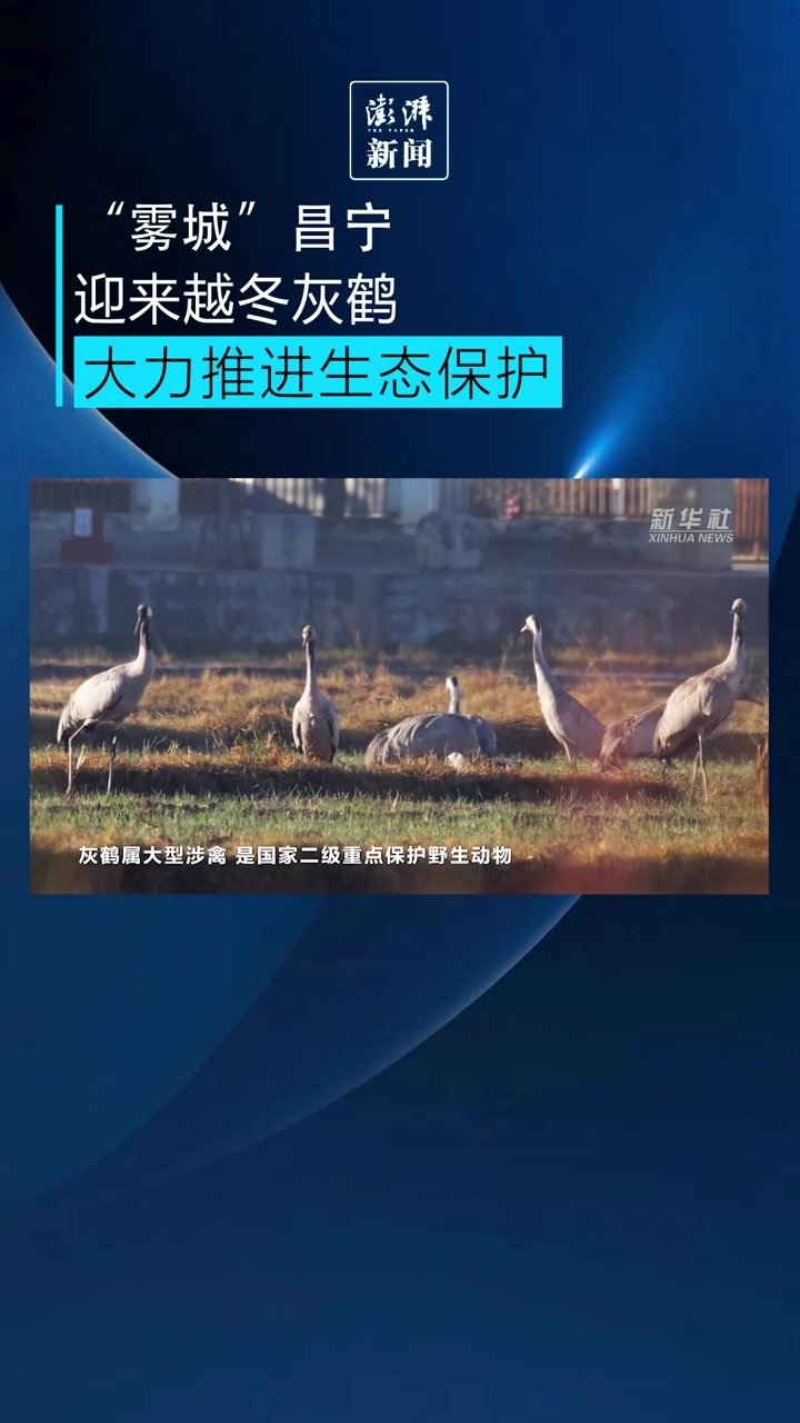 “雾城”云南昌宁迎来越冬灰鹤，生态保护工程见成效