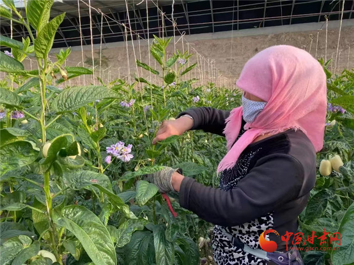 绿色蔬菜住"暖窝" 兰州榆中走出生机勃勃乡村振兴路