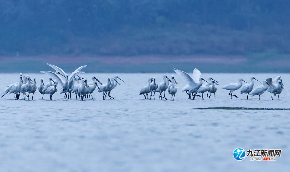 越冬候鸟集结鄱阳湖湖口湿地