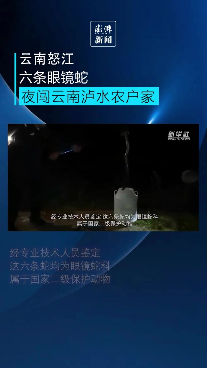六条眼镜蛇夜闯云南泸水农户家，民警合力捕获