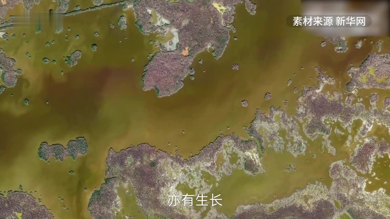 从太空看全球红树林治理