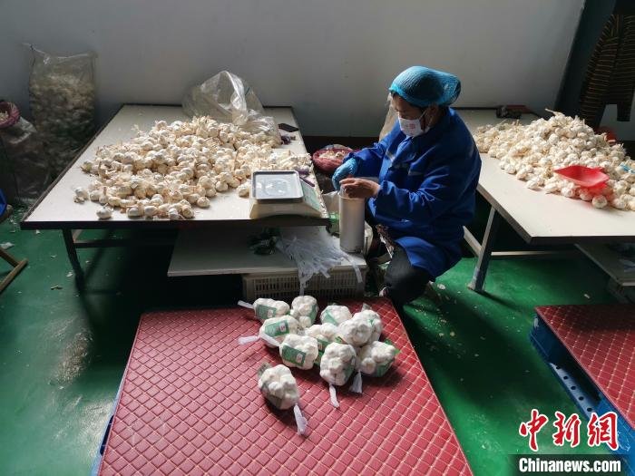 山东省菏泽市巨野县大谢集镇的青山大蒜种植专业合作社内工人在加工出口的大蒜。　巨野县融媒体中心供图