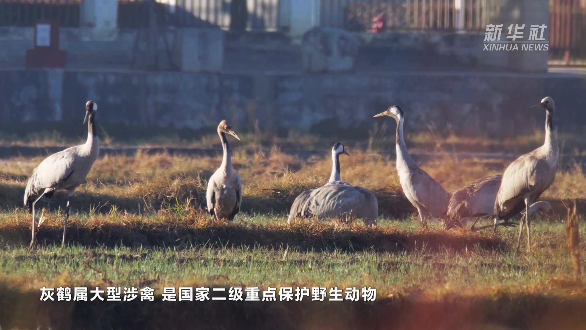 云南“雾城”昌宁迎来越冬灰鹤