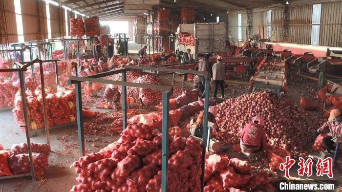 圆葱生产加工车间工人正在挑拣圆葱。　巨野县融媒体中心供图