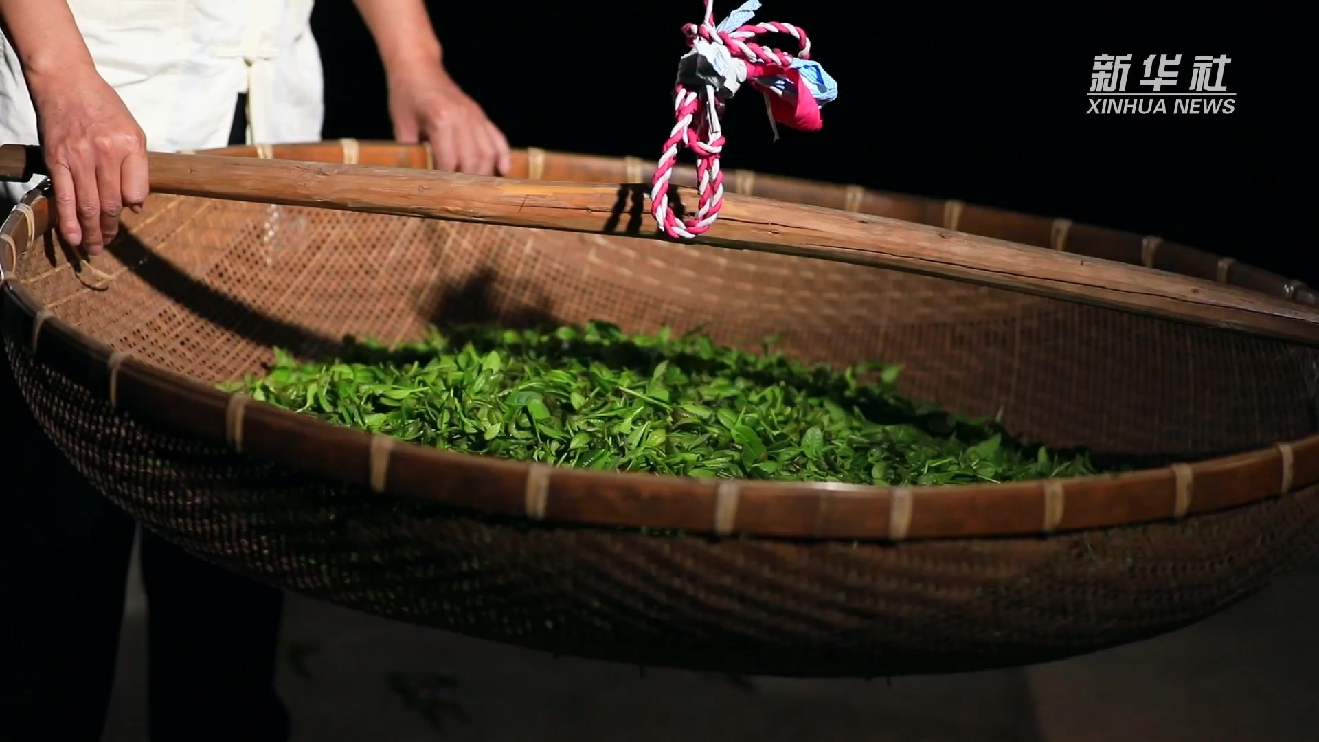 申遗成功！在安溪茶园感受铁观音的制茶技艺