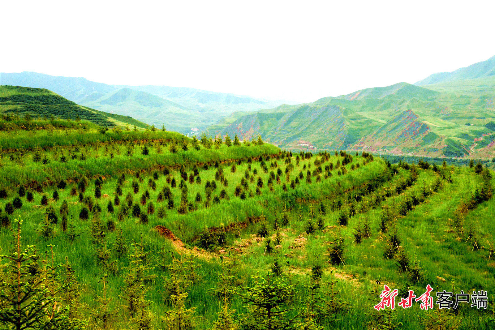 古浪县黑松驿东山造林绿化基地，大地披绿，山川秀美。新甘肃·甘肃日报记者 金奉乾 摄