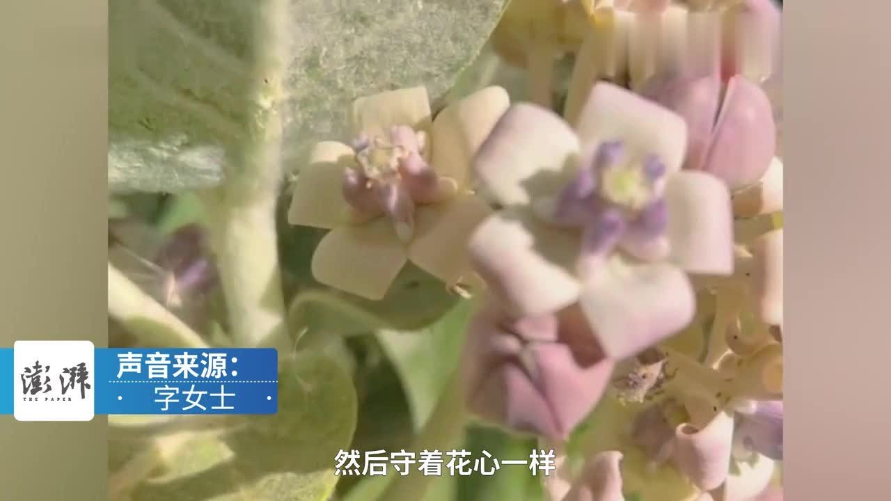 女子发现神奇花朵形如5只小狗蹲坐