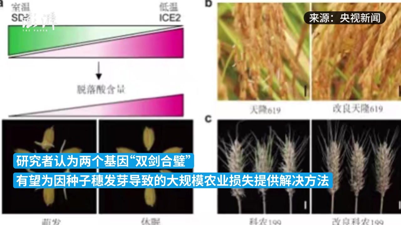 我国找到调控水稻小麦穗发芽的“开关”