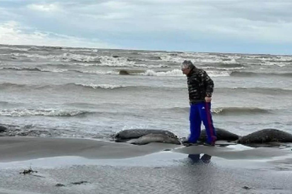 <em>俄罗斯</em>里海沿岸发现约2500只海豹尸体，死亡原因尚不确定