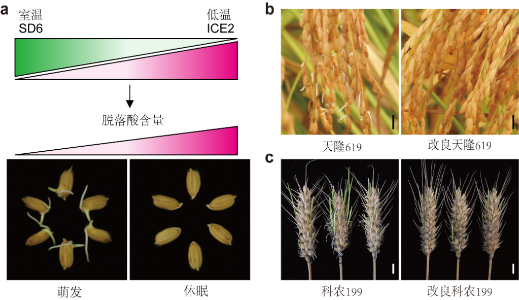 SD6/ICE2分子模块作用模型及应用。a图为SD6/ICE2分子模块作用模型示意图；b图为改良前后水稻品种穗发芽情况；c图为改良前后小麦品种穗发芽情况。（中科院遗传发育所供图）