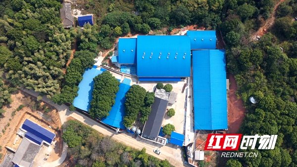 昌峪农业花猪养殖基地。