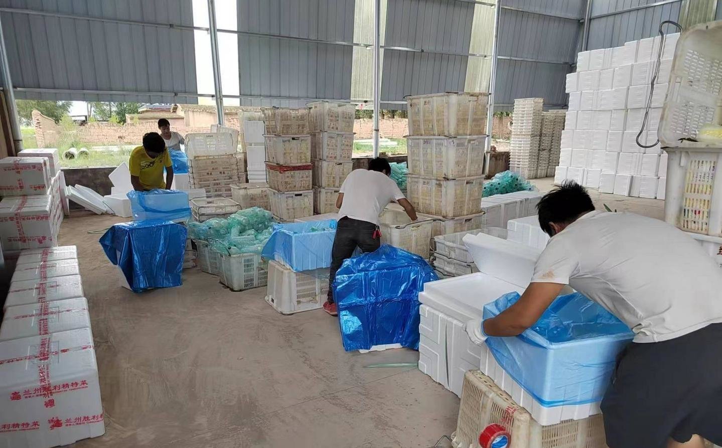 永昌基层党组织“思变” 开足“马力”领出致富路