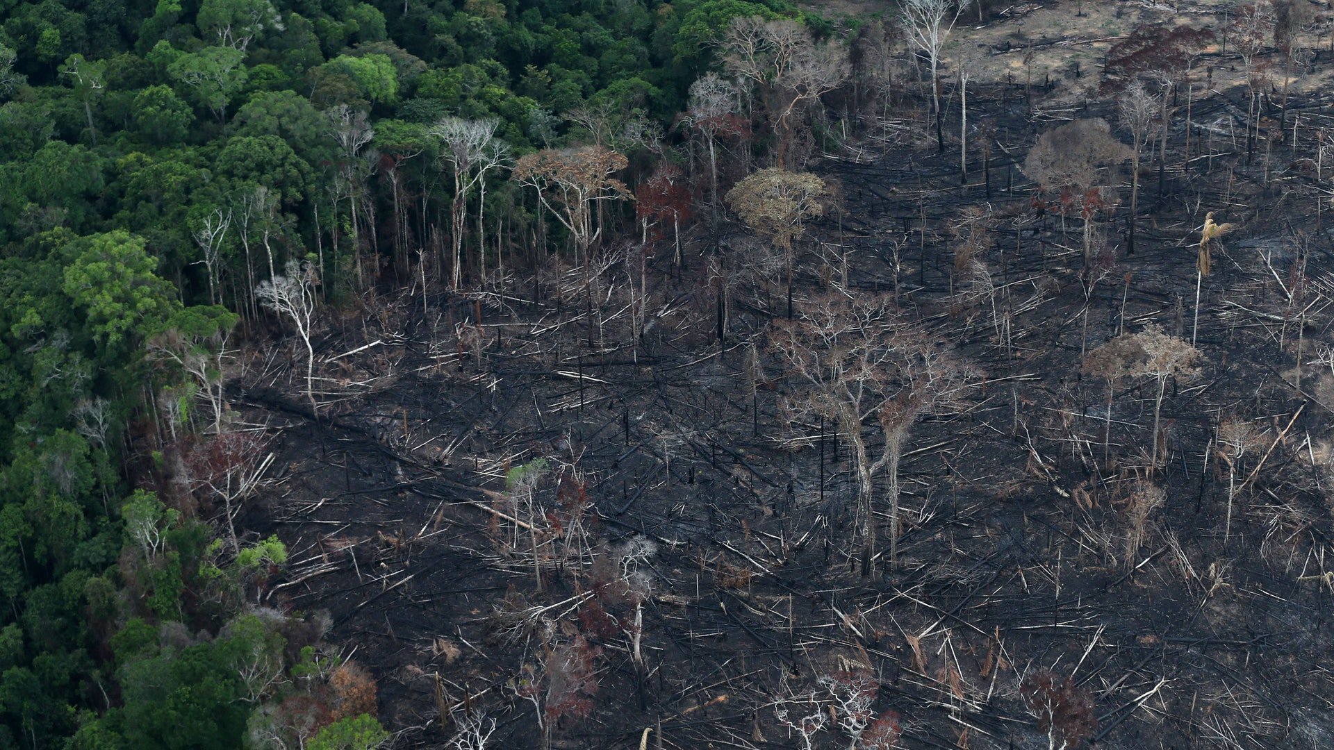 财经热点｜全球森林砍伐规模未见减缓 需投入需政策支援