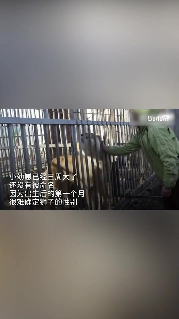 萌化了！马里乌波尔动物园工作人员喂养狮子和老虎幼崽