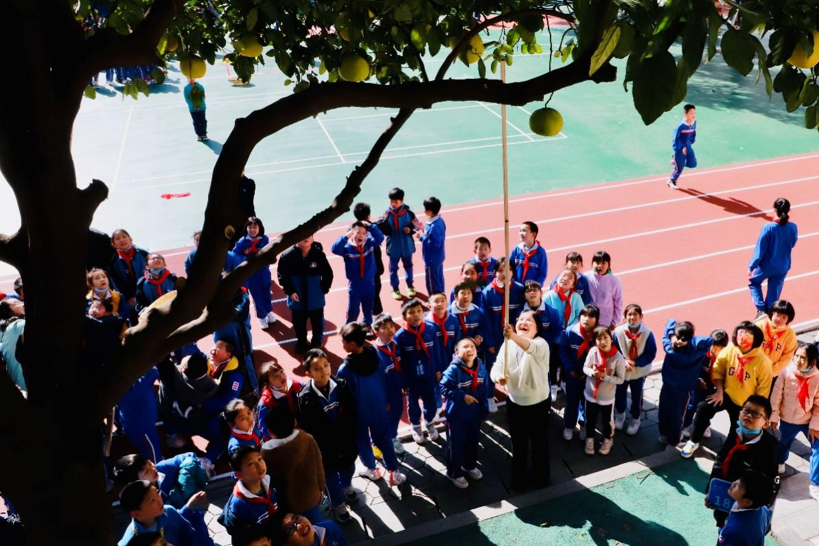 校园的柚子熟了，李臻和孩子们一起过“砂糖柚子节”