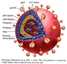 HIV病毒结构图
