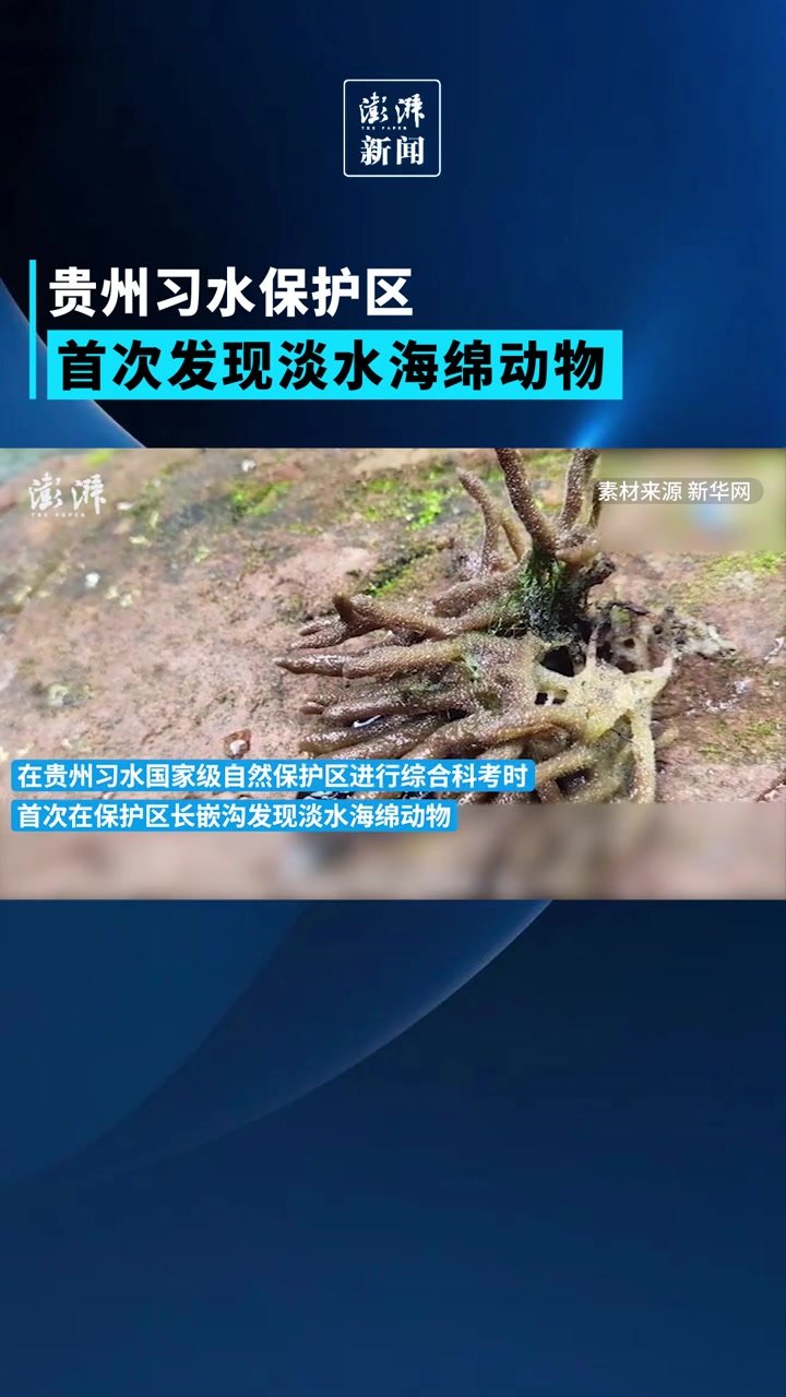 贵州习水首次发现淡水海绵动物