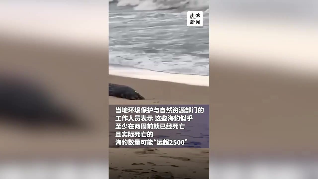 俄出现里海海豹大量死亡事件，约2500只海豹尸体被冲上岸