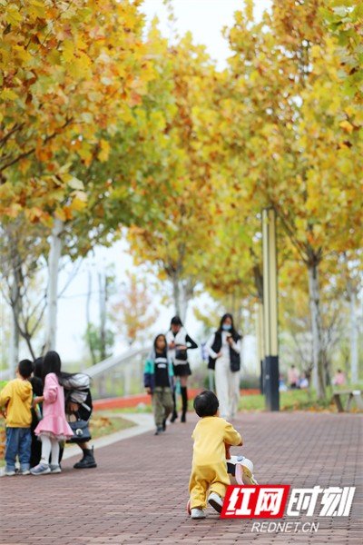 2022年11月26日，湖南省永州市道县绍基公园，市民从梧桐树道上走过。