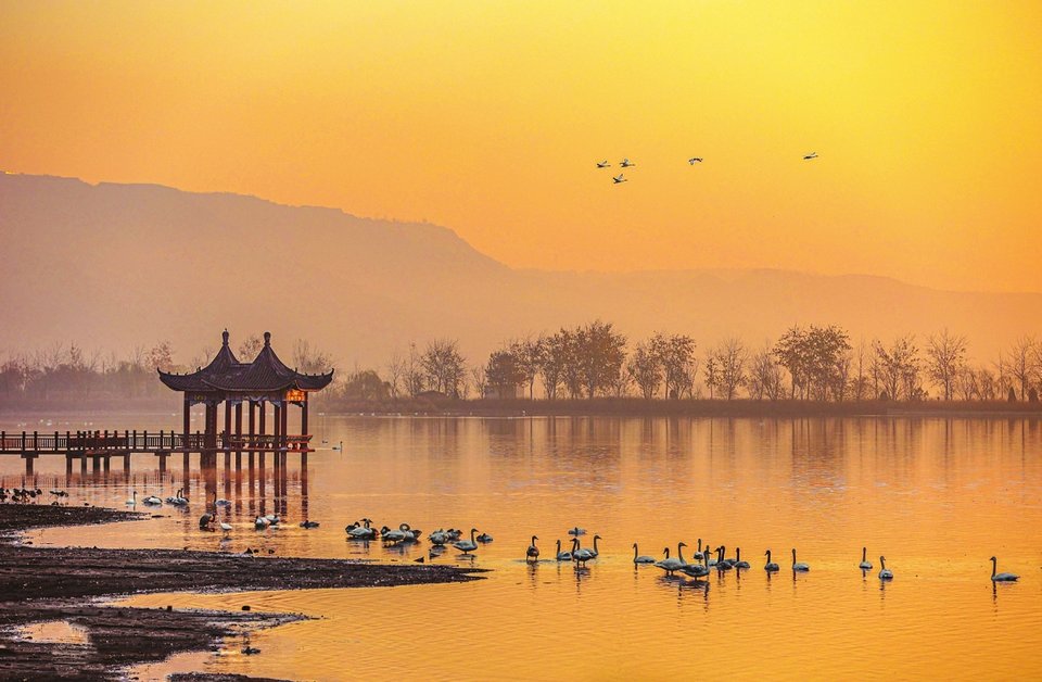 大批天鹅陆续飞抵芮城县圣天湖景区，为冬日的黄河岸畔增添了生机与活力。