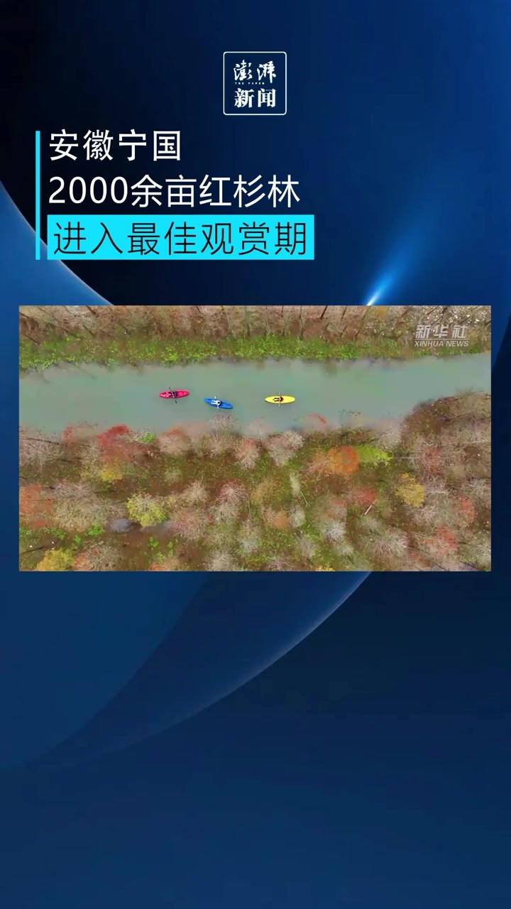 安徽宁国2000余亩红杉林进入最佳观赏期