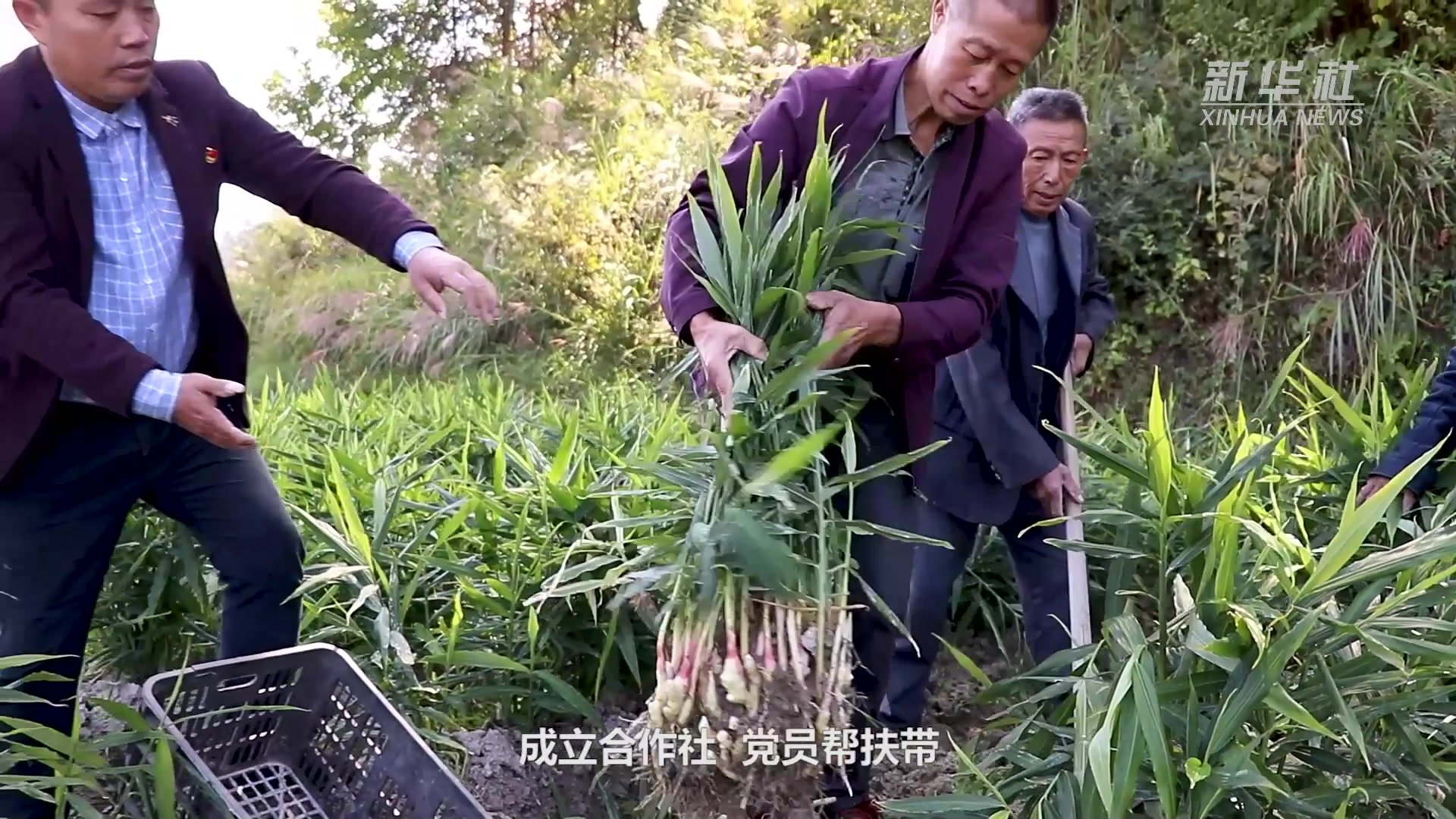 手捧“土黄金”照亮振兴路