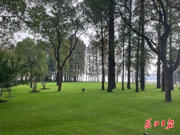 东湖听涛景区草地“春”意盎然。记者李文婕　摄