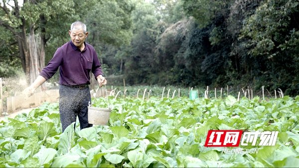 昌峪农业实现“猪、果、菜共生”，走出了一条种养结合、自给自足的循环农业生态链。